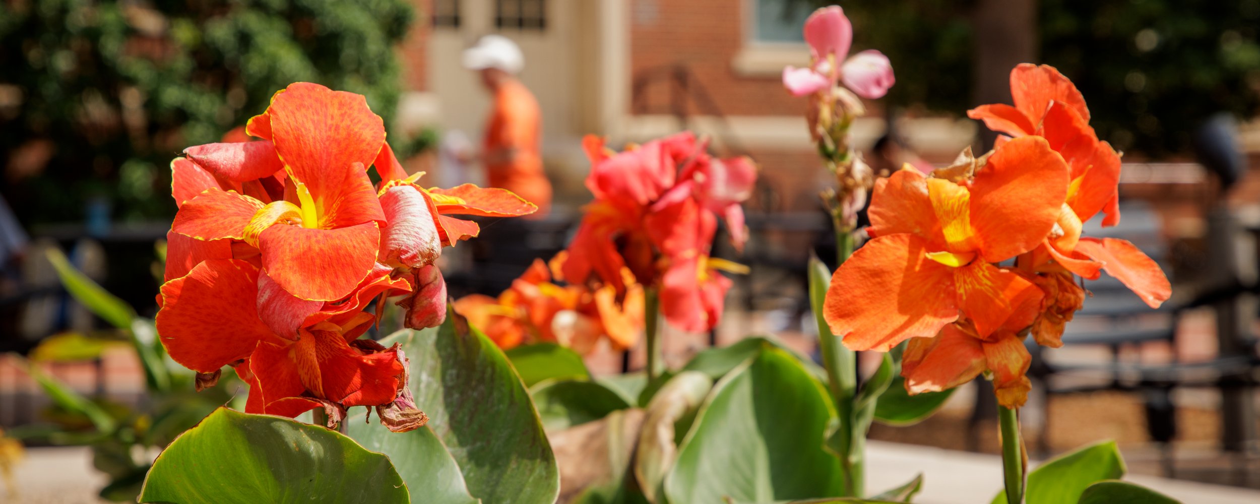 Orange Canna Lillies bring the thrill to stone planters across the OSU campus