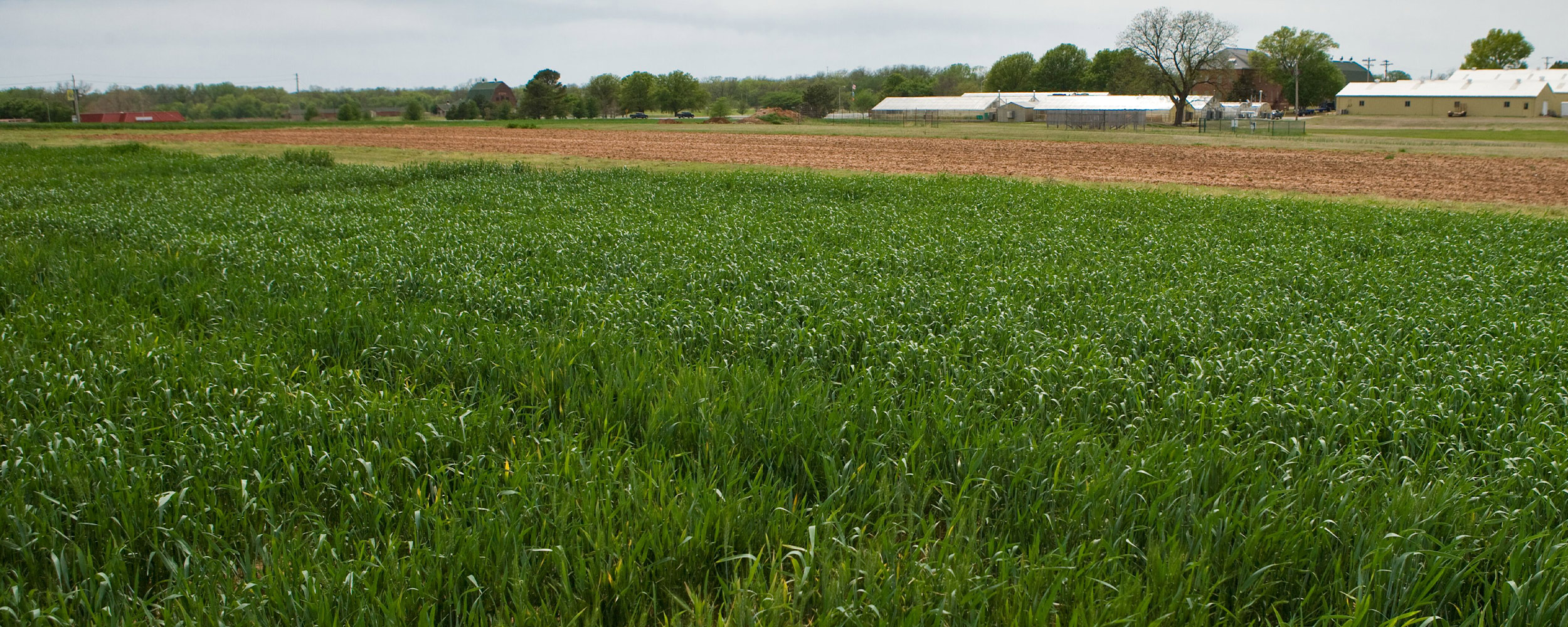 Tall green grass grows in front of tilled field and nearby greenhouses.