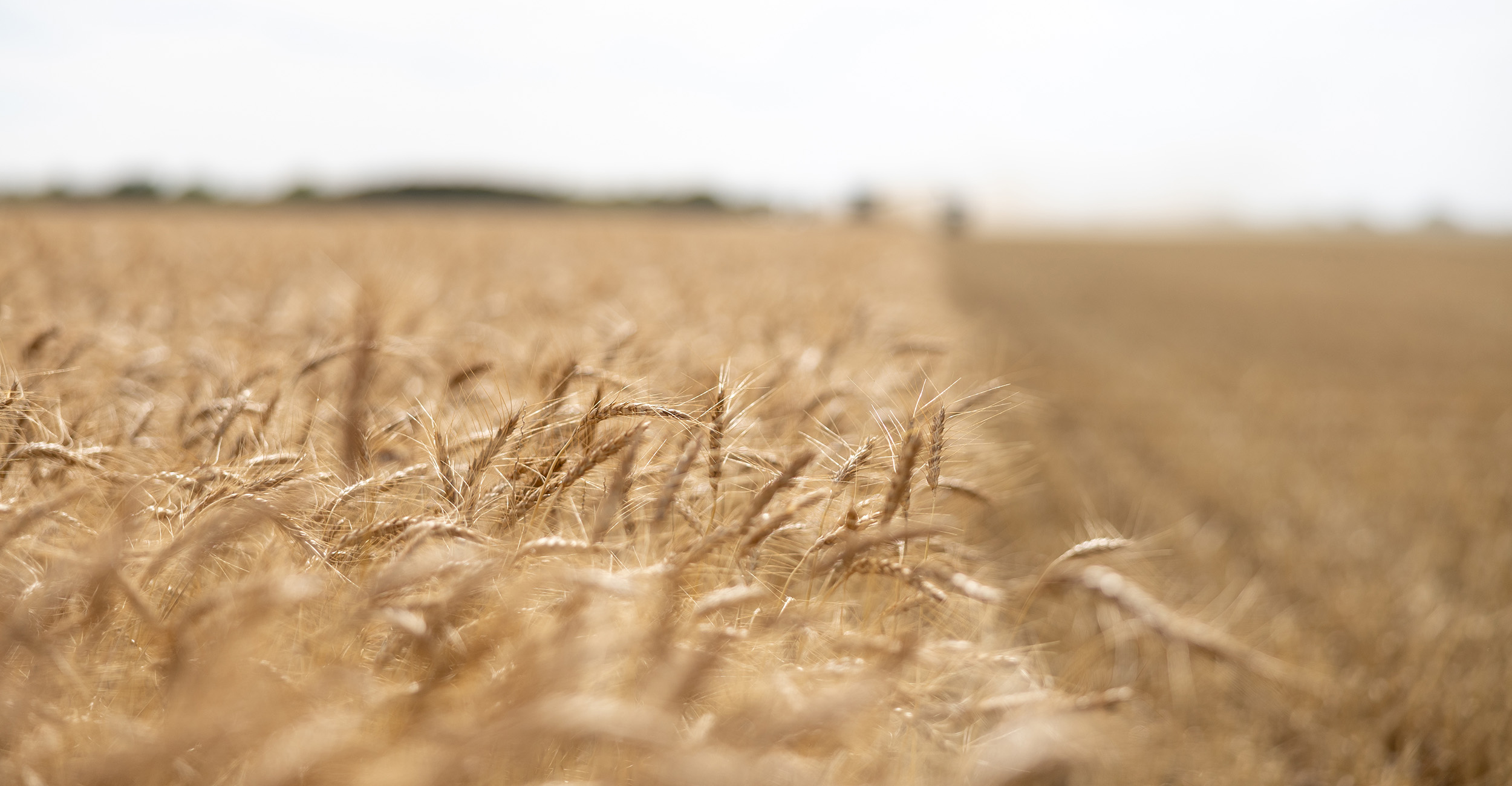  A close-up view of a golden wheat field under a bright, blue sky.